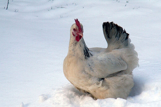 ببینید | واکنش خنده‌دار و جالب چند مرغ از اولین برخورد با برف!