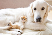 ببینید | ابراز محبت پراحساس یک بچه گربه به یک سگ بالغ
