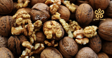 راهنمای خرید گردو برای شب یلدا 