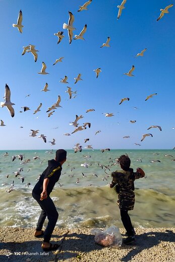 تصاویر | خلیج فارس میزبان شالو‌های مهاجر