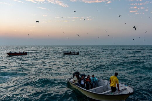 تصاویر | خلیج فارس میزبان شالو‌های مهاجر