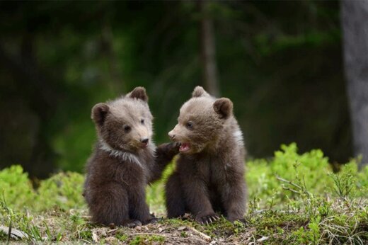 ببینید | بازی و شیطنت تماشایی بچه خرس‌ها در ارتفاعات مازندران 