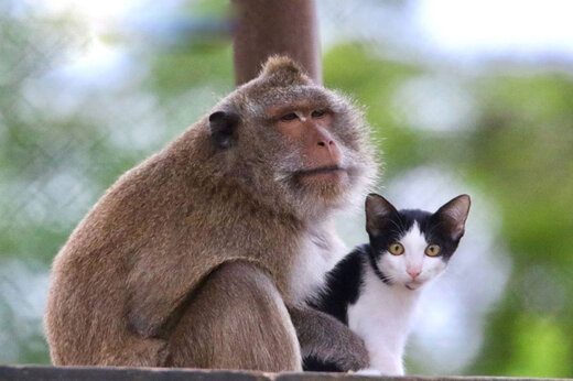 ببینید | تلاش تحسین برانگیز یک میمون برای نجات گربه افتاده در چاه