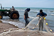 ببینید | ماهی‌های قشم خوراک گاوهای اماراتی