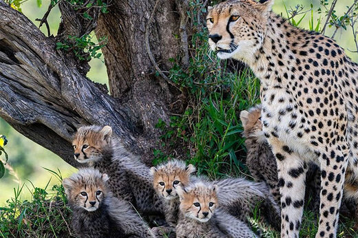 ببینید | لحظه‌ای دیدنی از یوزپلنگ ماده ایرانی به همراه توله‌هایش