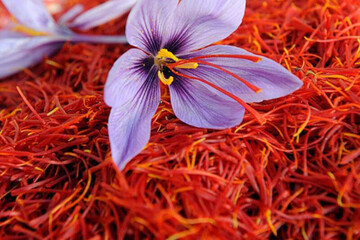 برداشت ۲۵ درصد گل زعفران در خراسان رضوی