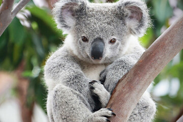 تصاویر | موجودات کوچک و دوست داشتنی از دل استرالیا