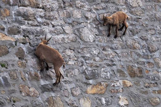 ببینید | ویدیویی باورنکردنی از بالا رفتن بزهای کوهی از دیواره یک سد!