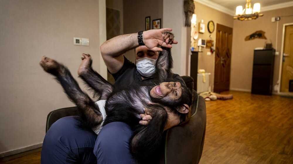 مرگ تلخ شامپانزه ایرانی که به کنیا منتقل شده بود/عکس