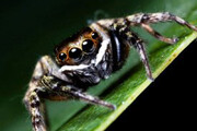 ببینید | لحظه جالب و تماشایی شکار یک مگس توسط عنکبوت شکارچی