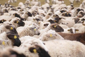 عرضه گوسفند زنده به مناسب ترین قیمت