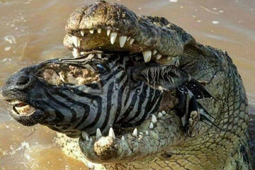 عکس | لحظه عجیب از بلعیده شدن یک گورخر در بین آرواره‌های یک‌ کروکودیل