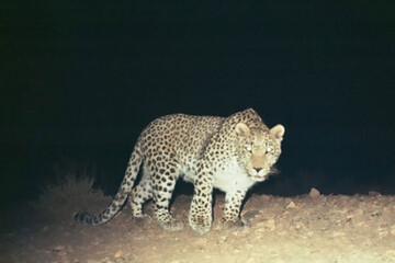 عکس | تصویری غم انگیز از لاشه یک قلاده پلنگ نر در منطقه جنگلی کلاله