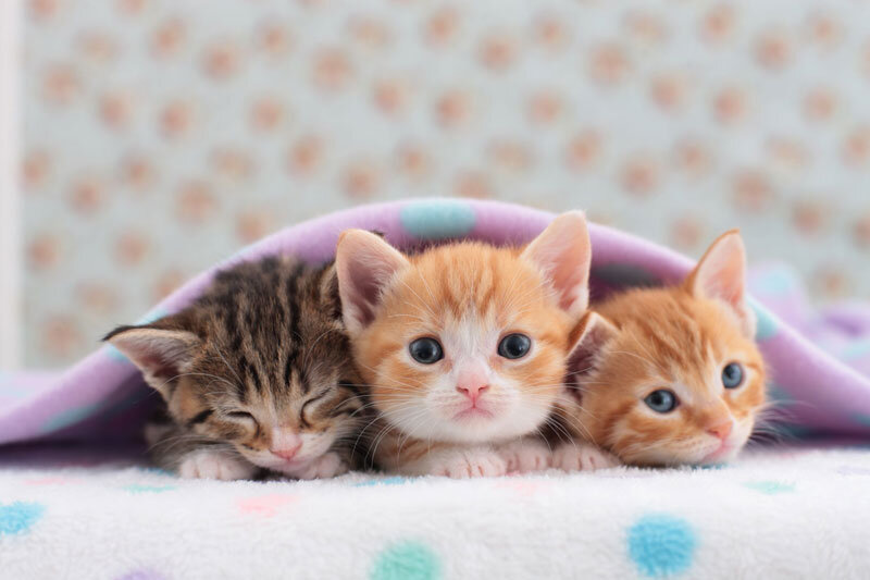 ببینید | 4 بچه گربه محو تماشای «تام و جری»