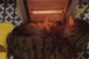 ببینید | بازیگوشی تلخ یک گربه و سوختن در کنار بخاری!