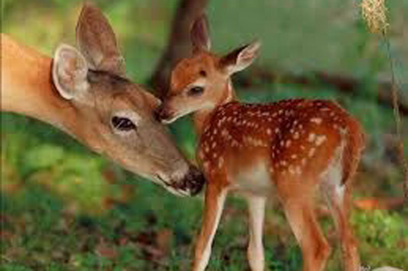 ببینید | لحظاتی دردناک از  شکار بچه آهو و تلاش نافرجام مادرش