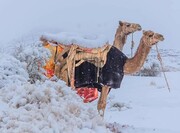 ببینید | بارش شدید برف در بیابان‌های عربستان