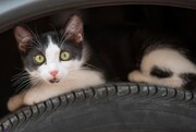 ببینید | حضور چند بچه گربه بازیگوش داخل کاپوت یک ماشین ایران‌خودرو