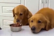 ببینید | معرفت یک سگ در تقسیم کردن غذا با رفیقش