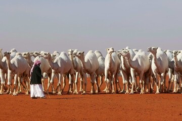 برای اولین بار عربستان سعودی؛ رژه و حضور زنان در جشنواره شتر (عکس)