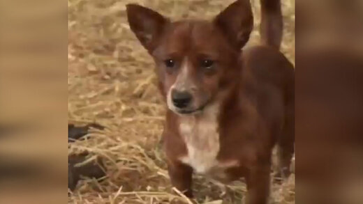 ببینید | گریه و ناله سوزناک یک سگ به خاطر جدایی از دوست گاوش