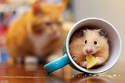 ببینید | علاقه تعجب‌برانگیز یک همستر به گربه پشمالو