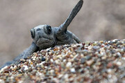 ببینید | اقدام شگفت‌انگیز یک بچه لاک‌پشت؛ بالا رفتن از دیوار صاف!