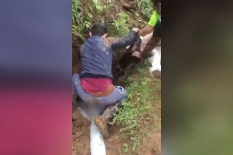 ببینید | کشتن بی‌رحمانه یک خارپشت با داس و چوب