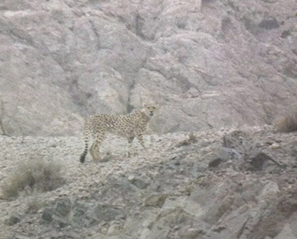 عکس | شکار تصویری از یوزپلنگ ایرانی در یزد پس از ۶ سال