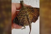 ببینید | ویدیویی از پروانه‌ای غول‌پیکر با ظاهری ترسناک