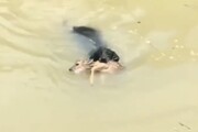 ببینید | نجات شگفت‌انگیز بچه‌آهو از رودخانه توسط سگ قهرمان