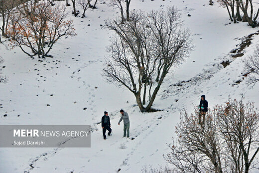 سرمای قطبی در کردستان
