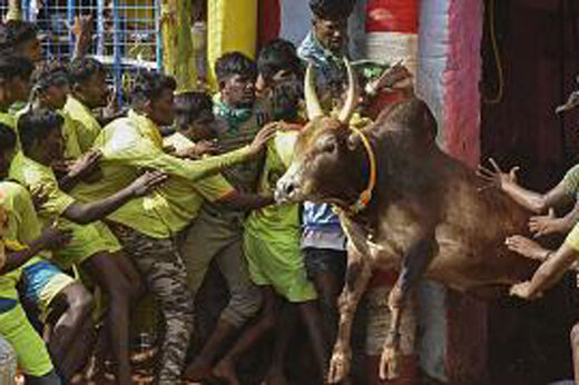 ببینید | سرشاخ شدن هندی‌ها با گاوهای خشمگین در جشنواره زمستانی