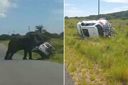 ببینید | حمله وحشیانه یک فیل به خودرو خانواده‌ای در آفریقای جنوبی