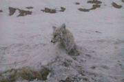 ببینید | یخ بستن روباه بر اثر شدت سرما در کردستان