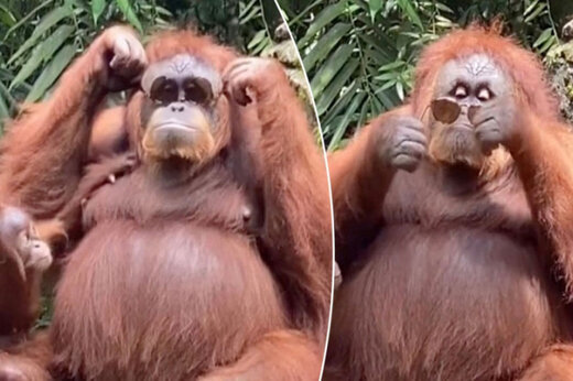 ببینید | ویدئویی جالب و خنده‌دار از عینک زدن اورانگوتان
