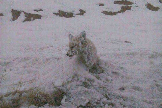 ببینید | یخ بستن روباه بر اثر شدت سرما در کردستان