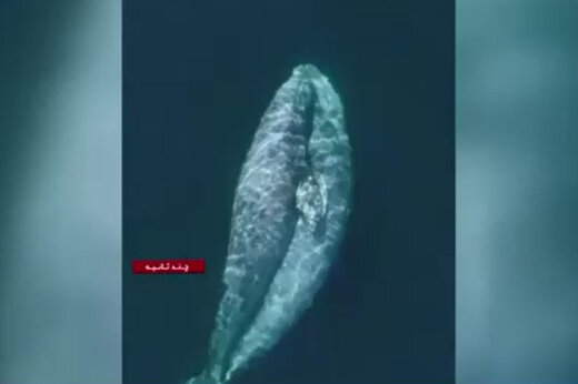 ببینید | تصاویری دیده نشده از نهنگ‌هایی در آغوش هم