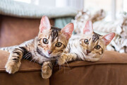 ببینید | گفتگوی احساسی و پربیننده دو گربه با یکدیگر