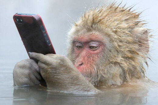 ببینید | واکنش جالب و تعجب‌آمیز چند میمون به سلفی تلفن همراه