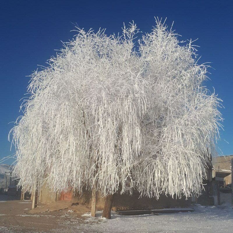 عکس | نمایی جادویی از درختی که در لرستان به طور کامل یخ زد! 
