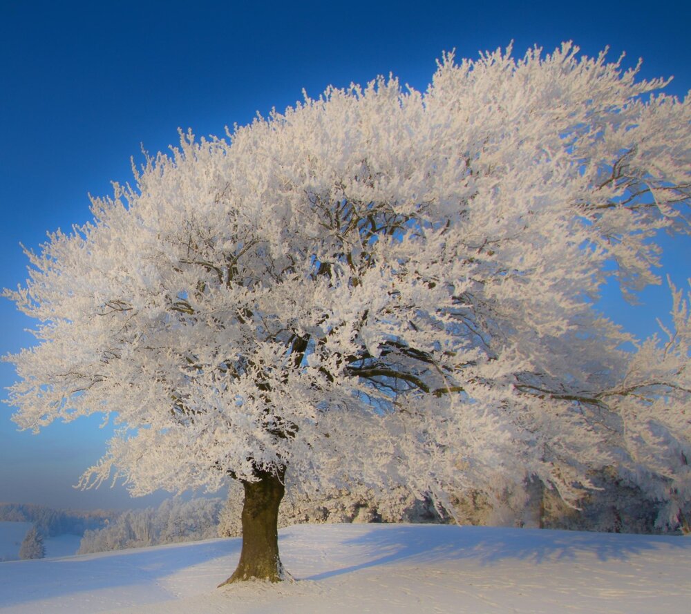 عکس | نمایی جادویی از درختی که در لرستان به طور کامل یخ زد!