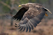 ببینید | شکار مافوق استثنائی یک عقاب مقابل دوربین