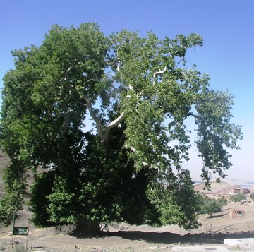 درخت چنار کهنسال 400 ساله روستای «داس» زبرخان نیشابور در فهرست میراث طبیعی ملی ثبت شد
