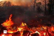 اعلام ممنوعیت خریدوفروش زغال جنگلی در دیوار
