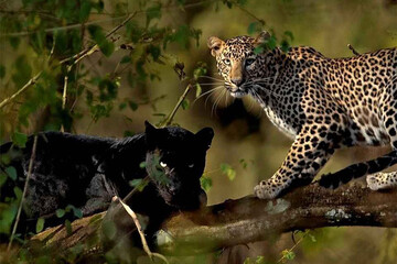 ببینید | تصویری نادر از یک جفت پلنگ سیاه و خالدار