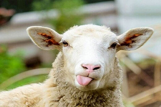 ببینید | حمله خنده‌دار یک گوسفند به یک شهروند