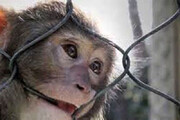 ببینید | ماجرای عجیب میمون فراری به خاطر کرونا