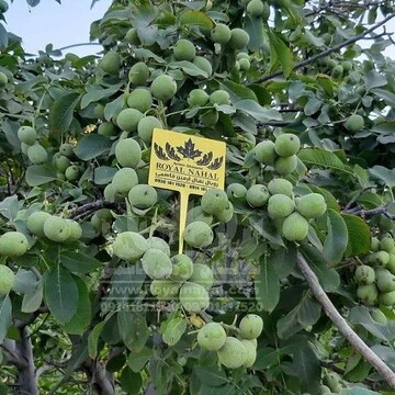 رویال نهال توانست رکورد تولید نهال گردو پیوندی در کشور را بشکند