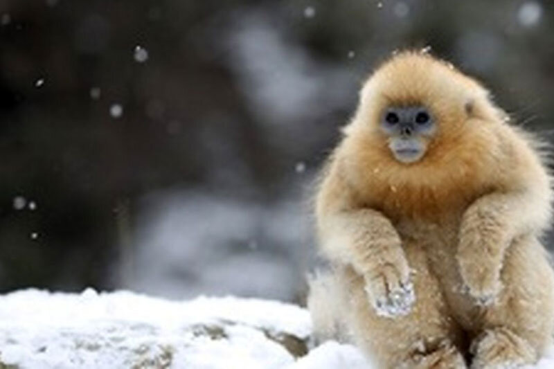 ببینید | لذت بردن یک میمون از بارش برف در ترکیه